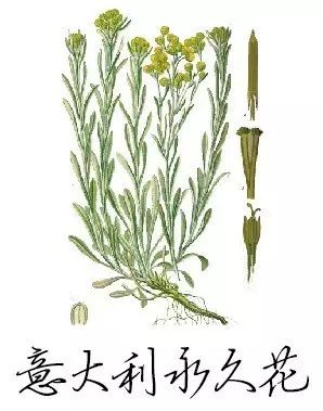 YS永久花面膜霜 YS永久花面膜霜