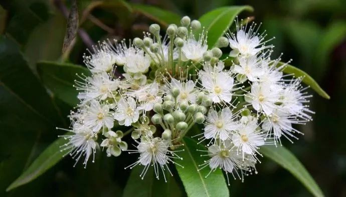 开云网页版在线登录网站
桃金娘油香柠檬桃木精油 开云网页版在线登录网站
桃金娘油香柠檬桃木精油