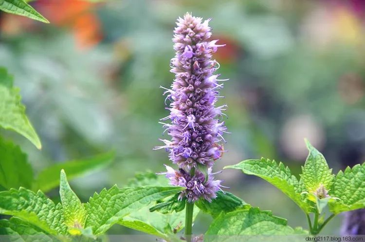 开云网页版在线登录网站
广藿香精油 开云网页版在线登录网站
广藿香精油