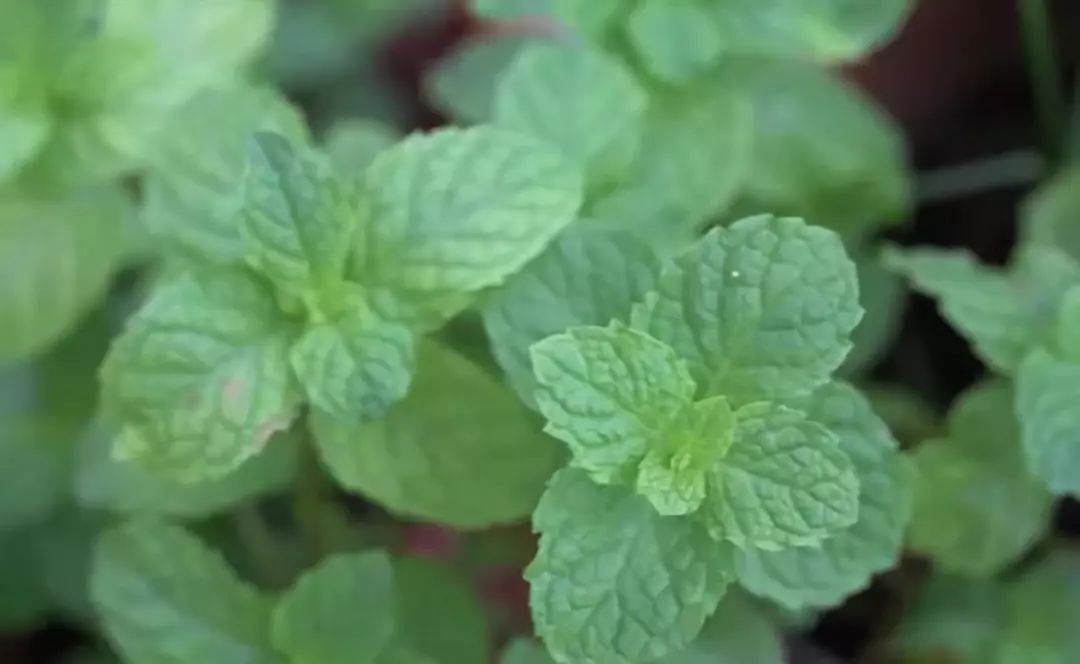 YS薄荷油 YS薄荷油