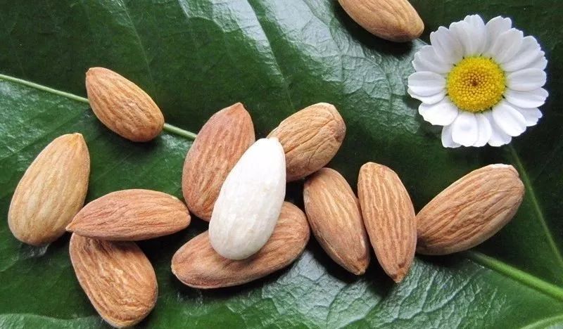 YS甜杏仁油植物油 YS甜杏仁油植物油