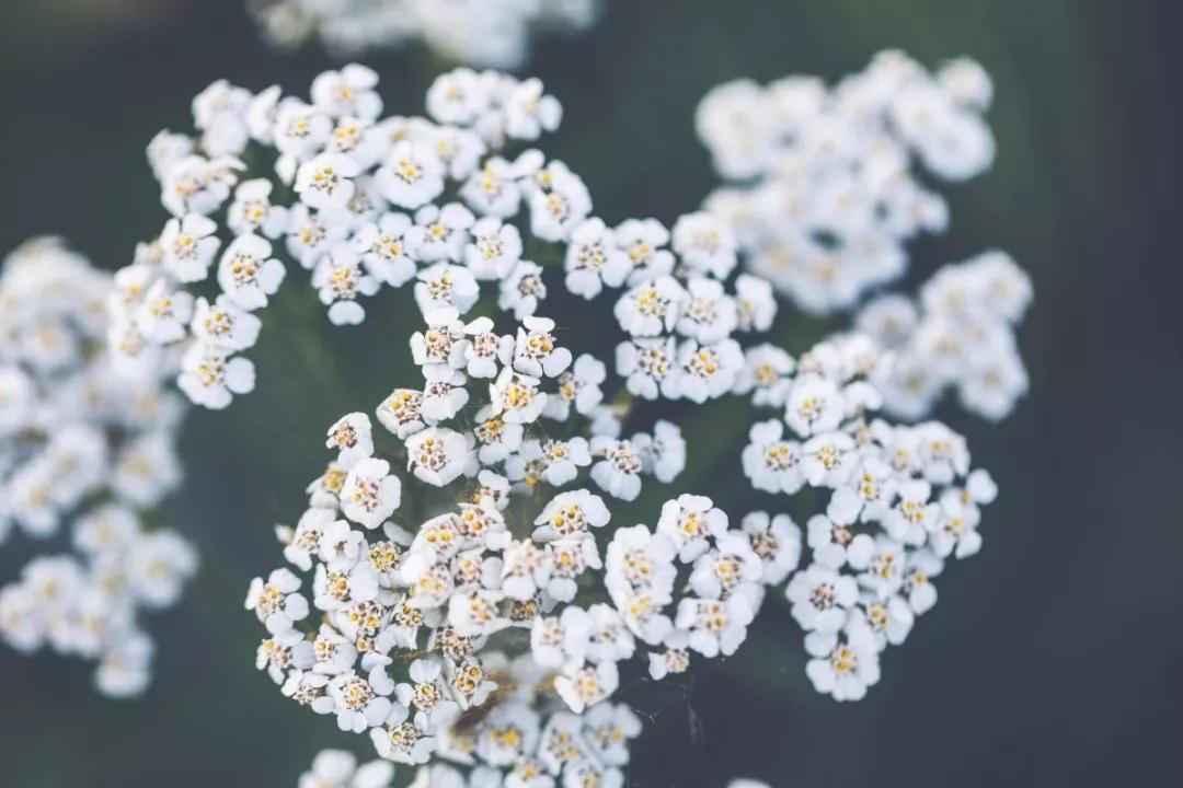 蓝色精油欧蓍草 蓝色精油欧蓍草