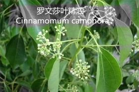 陕西YS罗文莎叶油 | 又叫桉油樟，杀菌防病毒Top1，它适合哪些人群使用？还有哪些功效与作用呢？
