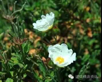 岩玫瑰精油