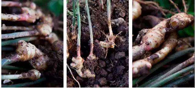 开云网页版在线登录网站精油批发姜精油