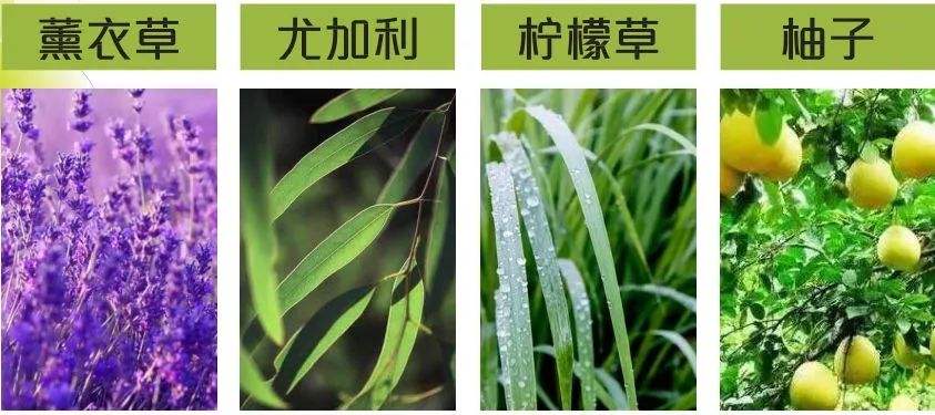 YS开云网页版在线登录网站
天然植物精油驱蚊虫消炎杀菌产品原料