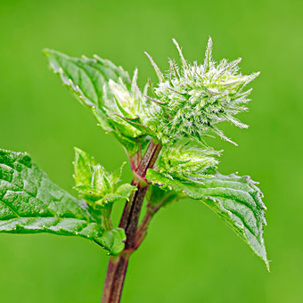 YS开云网页版在线登录网站
胡椒薄荷纯露胡椒薄荷花水口臭清新口气
