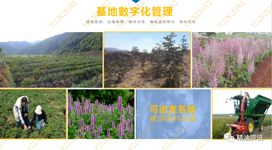YS开云网页版在线登录网站
家精油品质如何?芳香植物的生长间插播种生物多样性提高精油品质及芳香挥发油产量