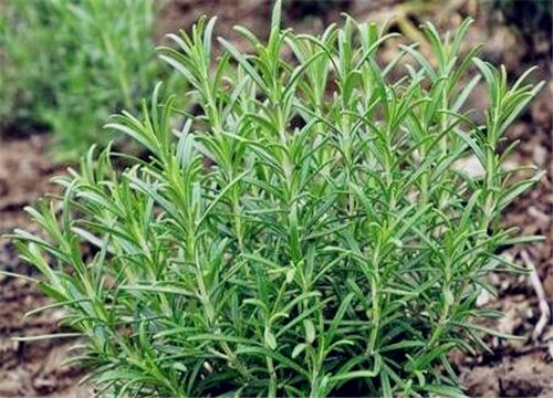 迷迭香精油醒脑护肝精油YS广州恒鑫精油开云网页版在线登录网站
精油