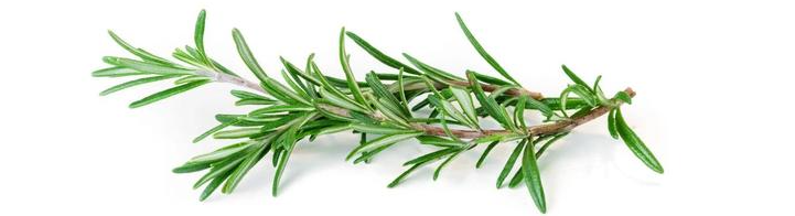 YS开云网页版在线登录网站
精油源头供应桉油醇迷迭香精油