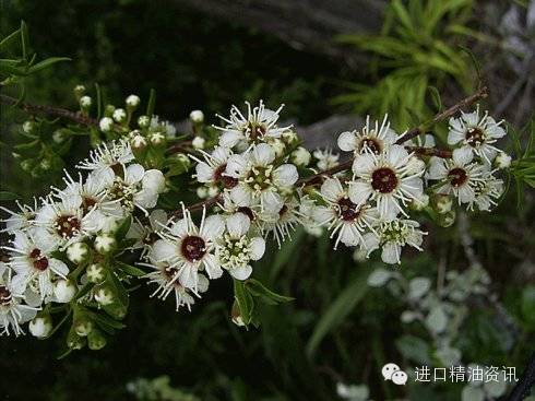 松白梅YS开云网页版在线登录网站
精油源头批发点击购买